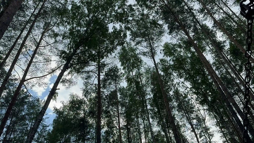 Собственный эргопарк в Клиническом Институте Мозга